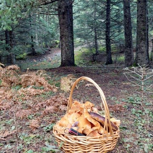 Μανιταρογνωσία στο Μαίναλο: Φθινοπωρινή Εξερεύνηση