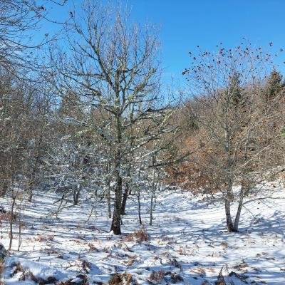 Pezoporia Monopati Dasous Karyes Parnonas19